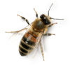 bee-18950